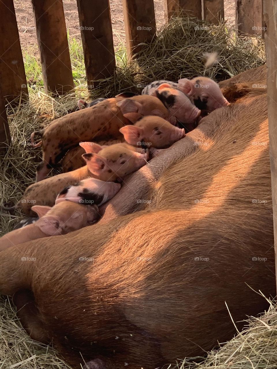 Piglets 