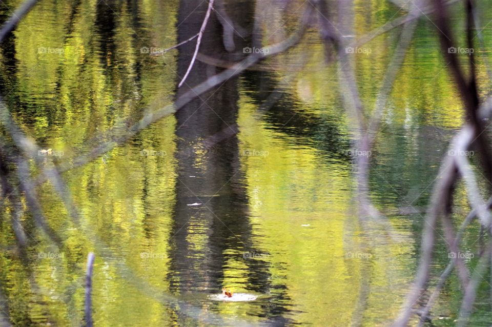 Tree Water Reflection 