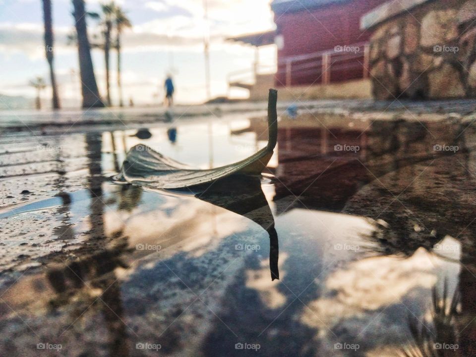 Leaf swimming after the Autumn rain