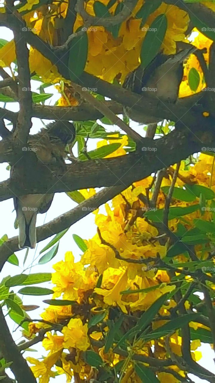 the bird is in a branch.