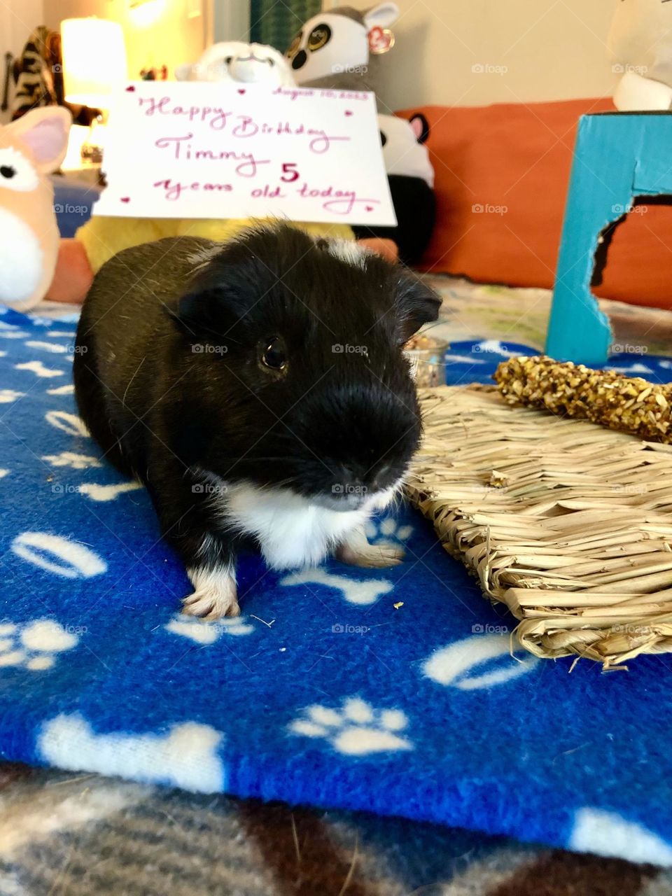 Close up with Timmy / My Super pet Guinea pig 