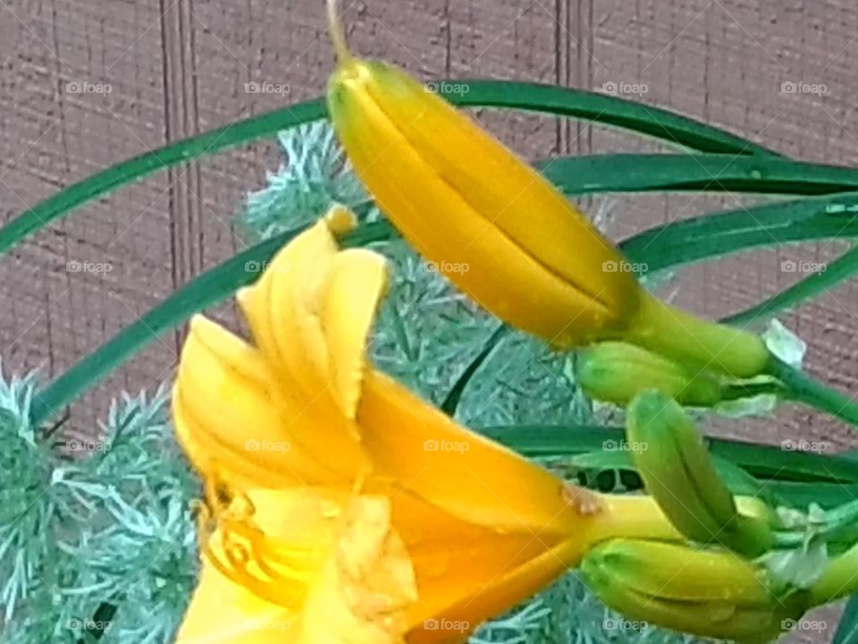 Blossoming daylilies