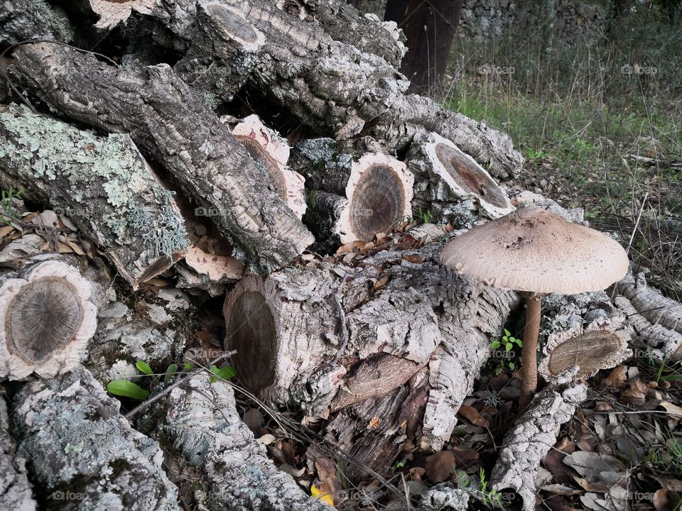 Mushroom & Wood, Nature, Castelo de Vide, Portugal