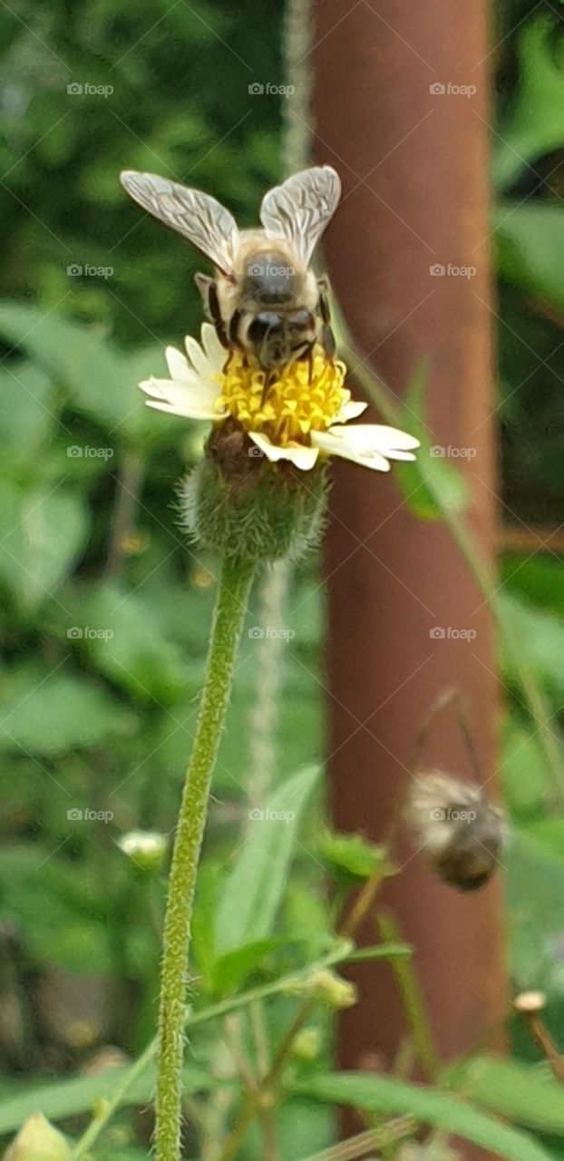 bee tasting the sweet nectar of a wild flower