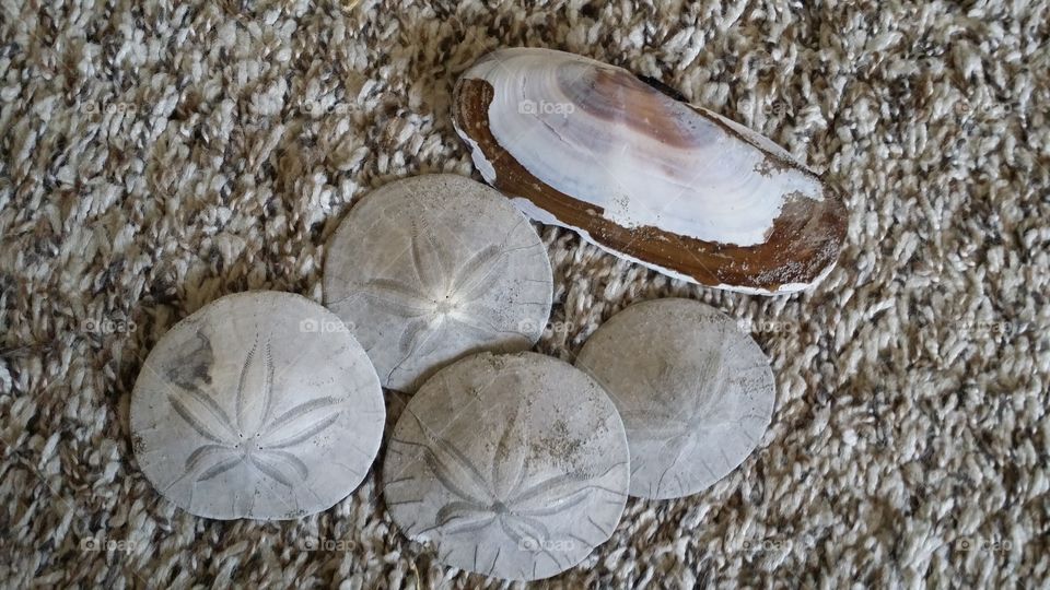 sand dollars