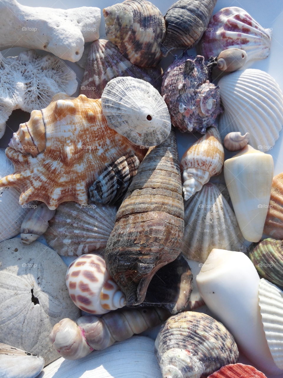 Seashell collection