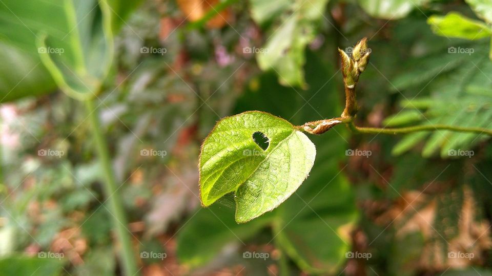 Leaning leaf of a climber plant. best for Pc wallpaper.