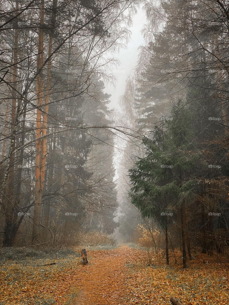 Walking with German shepherd dog in autumn forest