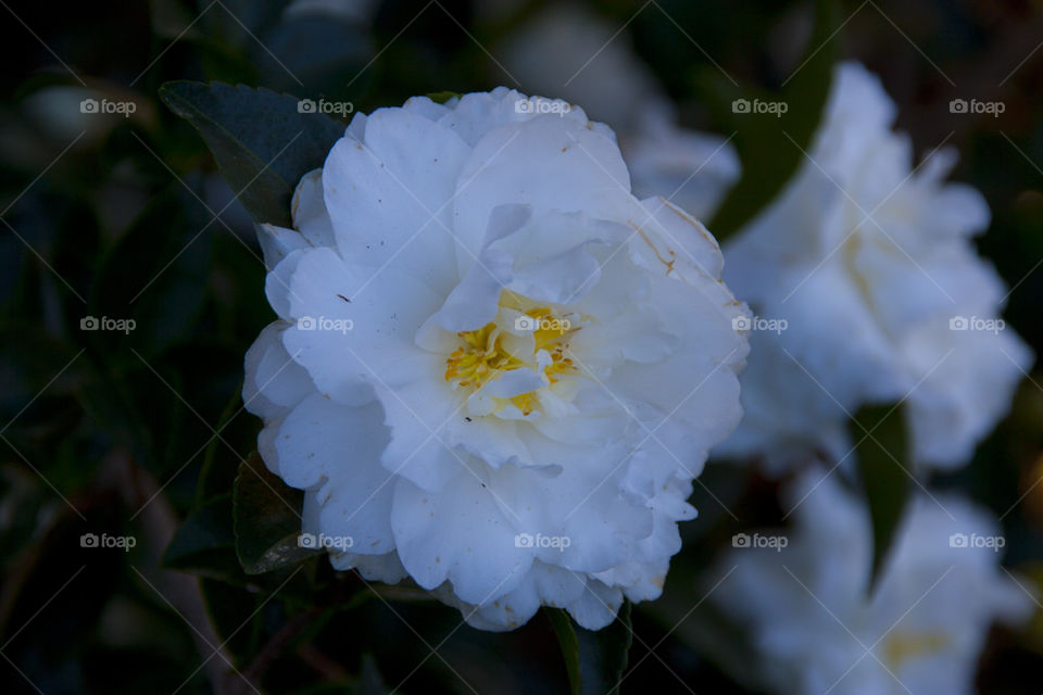 THE WHITE ROSE AT NAPPAY VALLEY CALIFORNIA USA