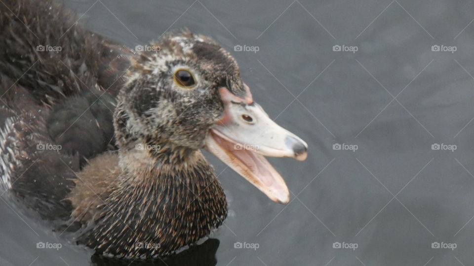 Muscovy duckling after a rain shower