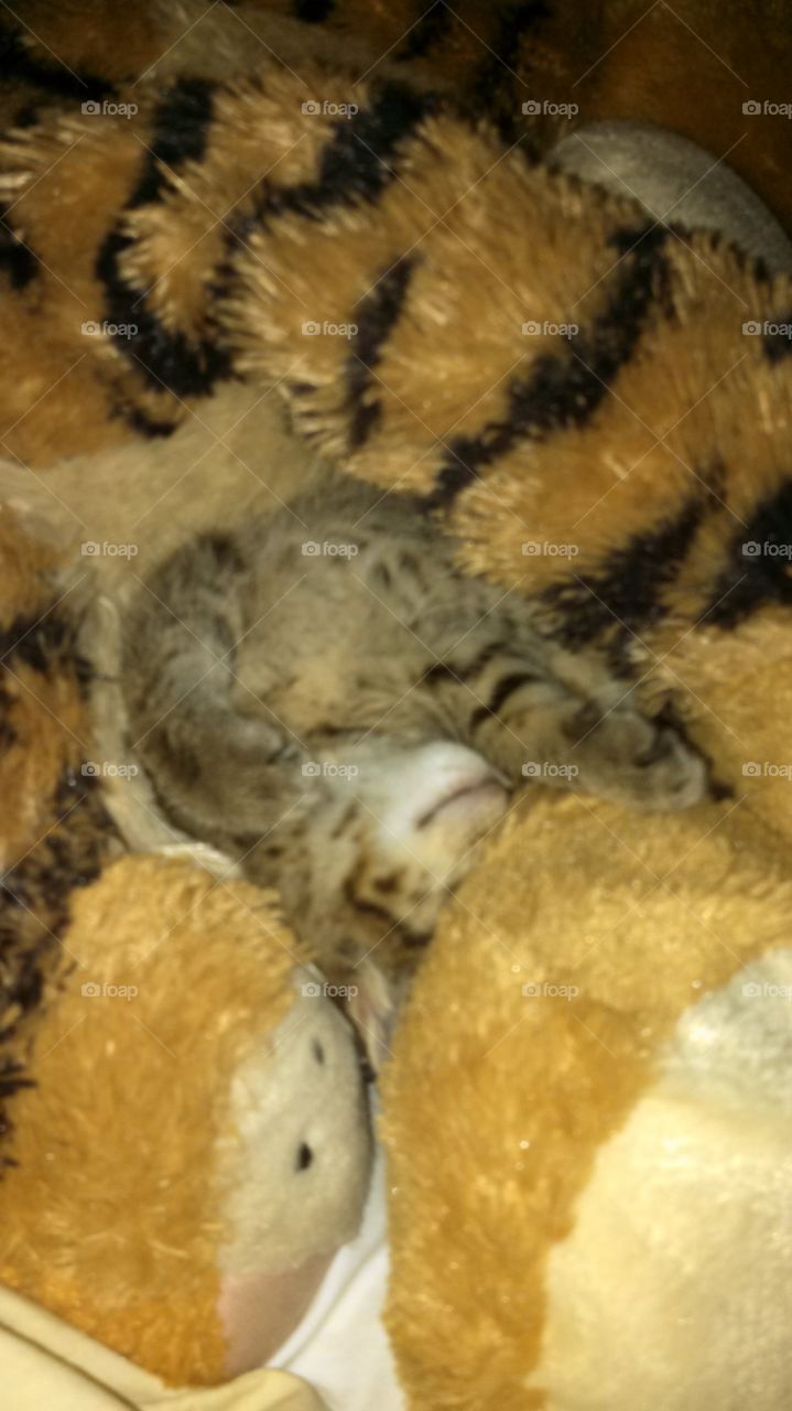 sleeping on tiger