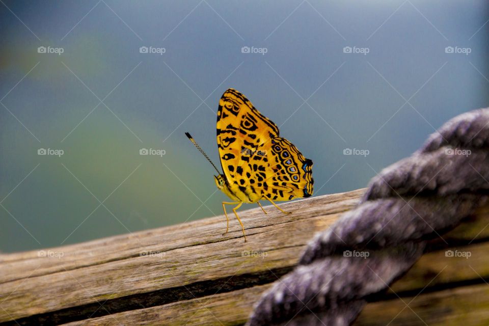A yeller spotted butterfly rests on a wood