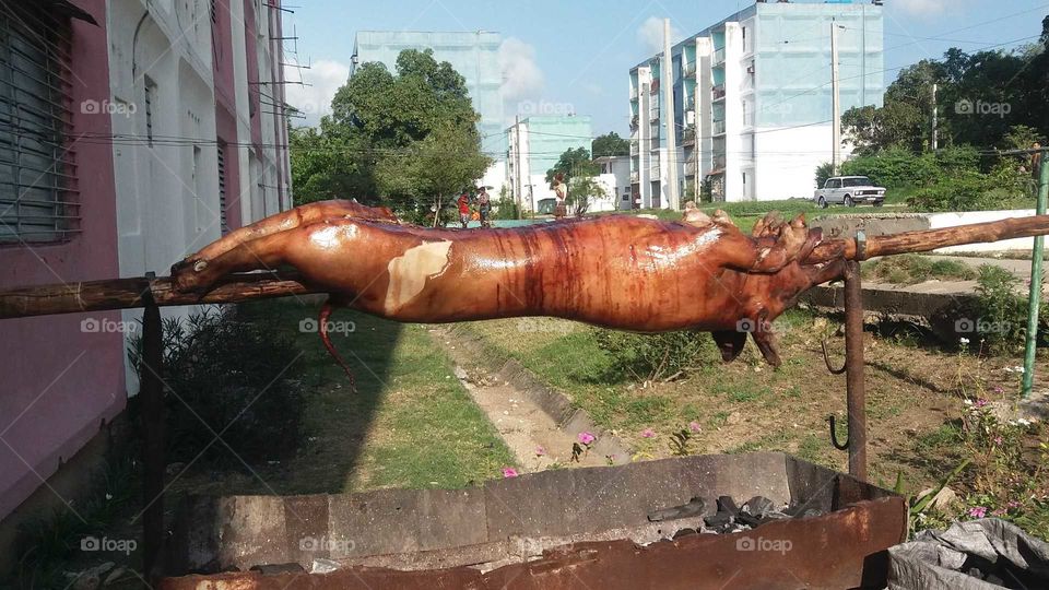 Roasted pig in Cuba