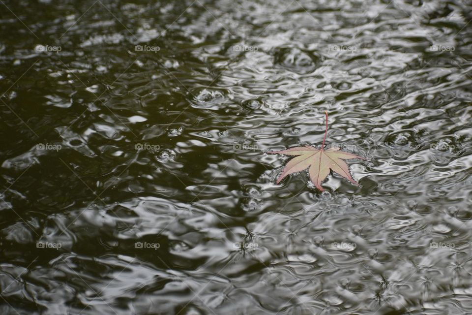 A leaf “swimming “ alone ,in autumn. water texture with the leaf texture good combination.