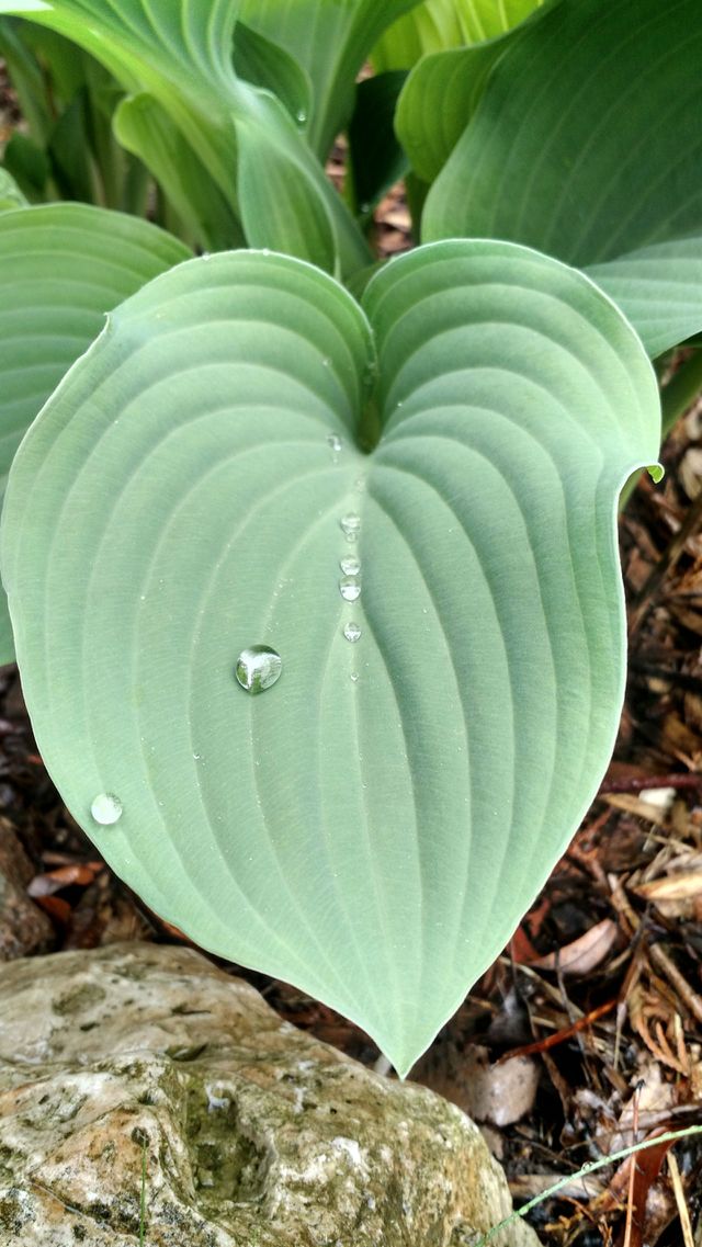 raindrop
