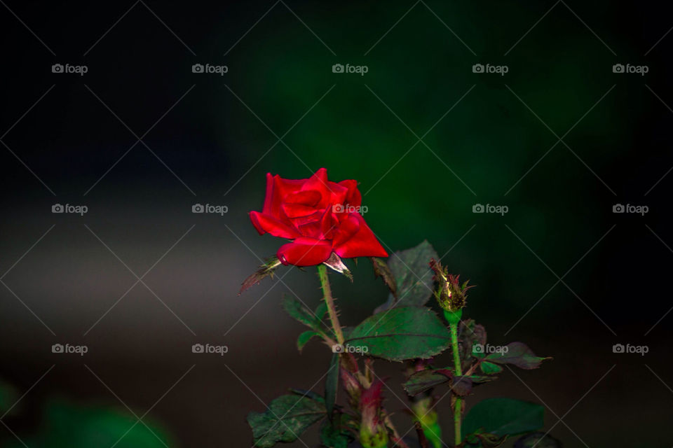 pretty bud leaf rose by rassilon