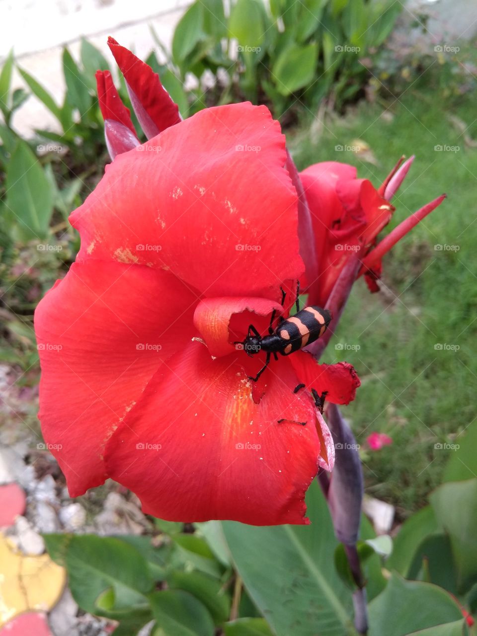 natural flower with insect