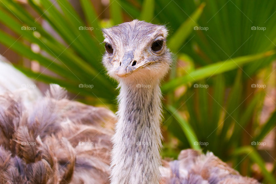 Goofy ostrich
