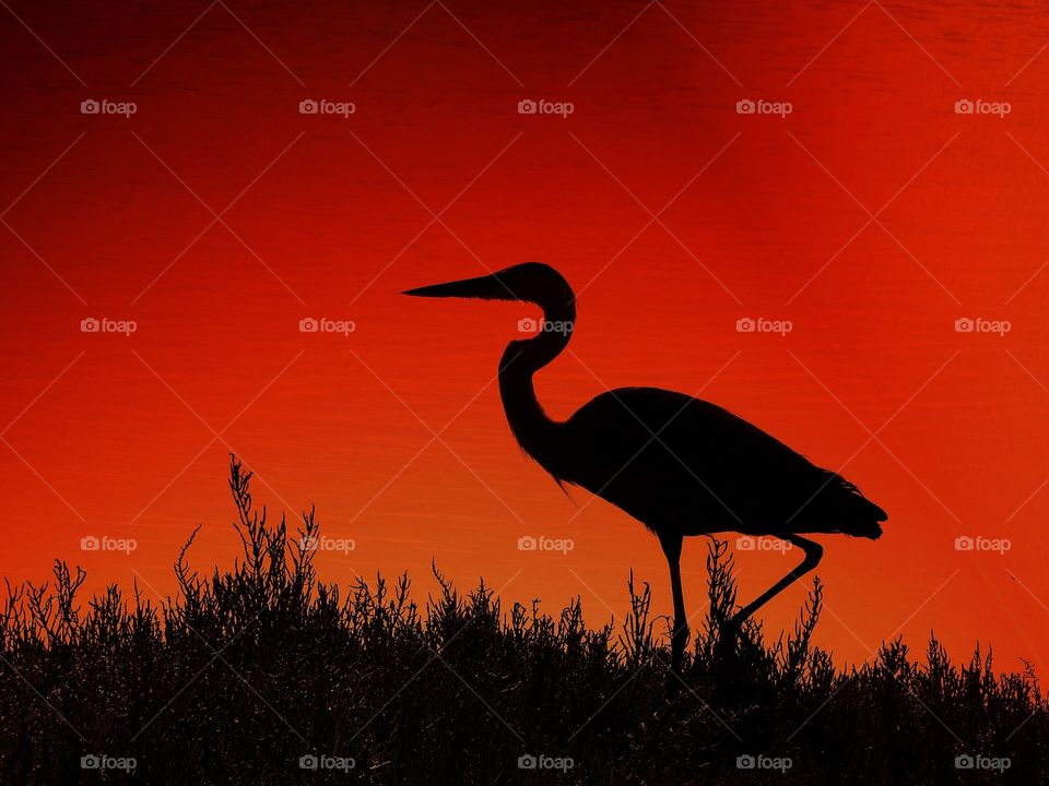 Heron on red background 