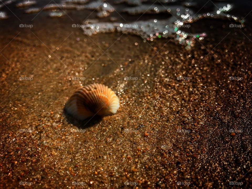 A seashell from above - The beach is an enticing place full of fun discoveries and experiences - enjoy it greatly