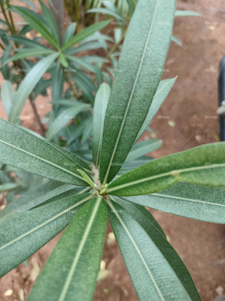 Beautiful Pure Green Leaf Plant