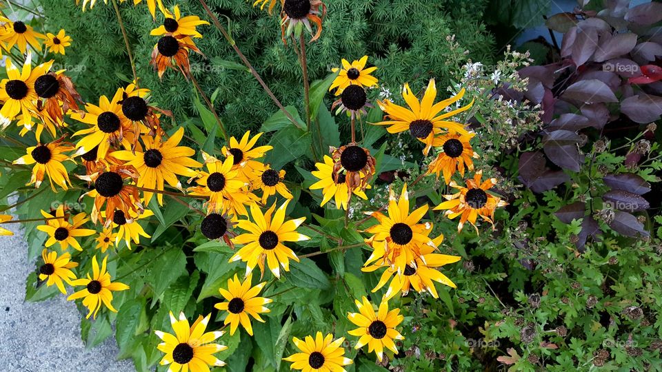 colour stories yellow