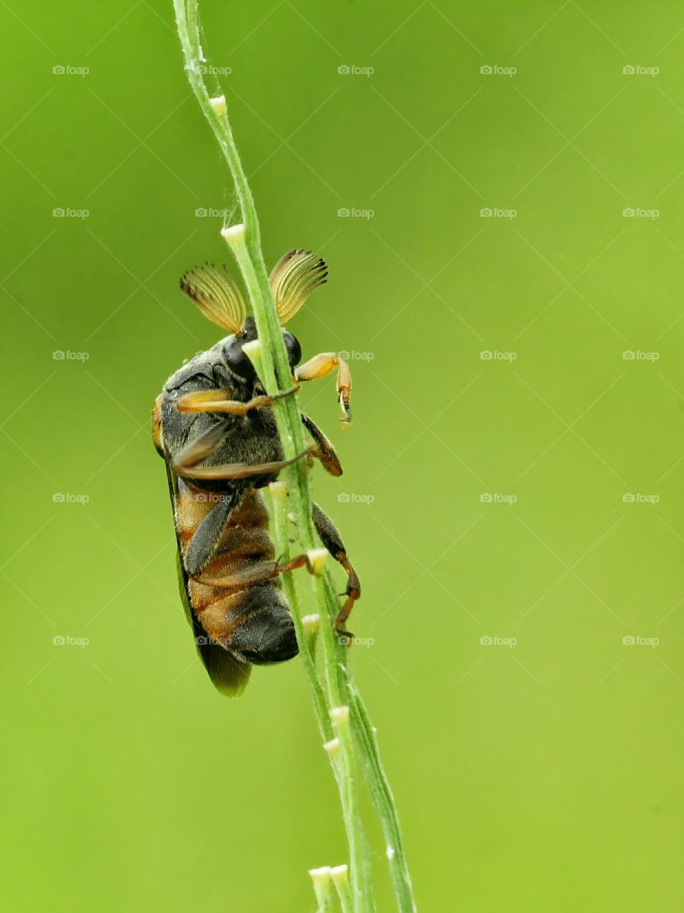 Don't Try Me..
Macro Insect