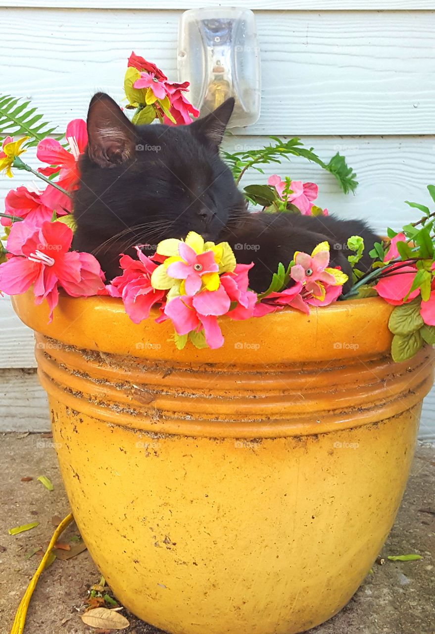 "Bob" asleep in the flower pot