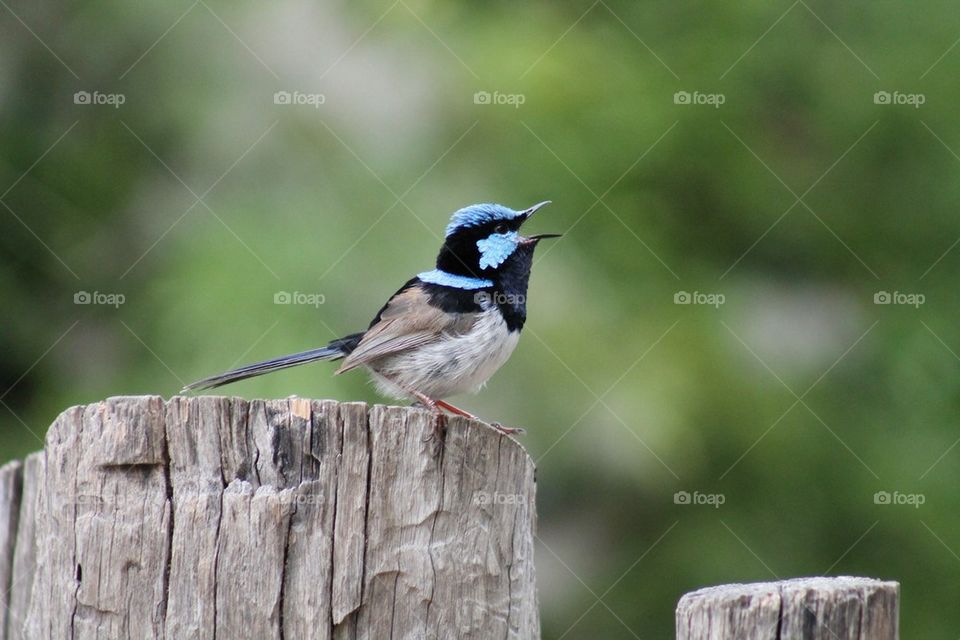 Songbird perching on wooden post