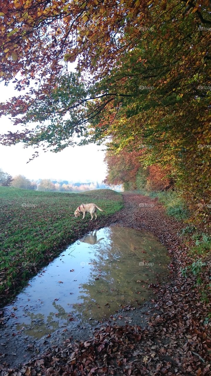 dog autumn walk
