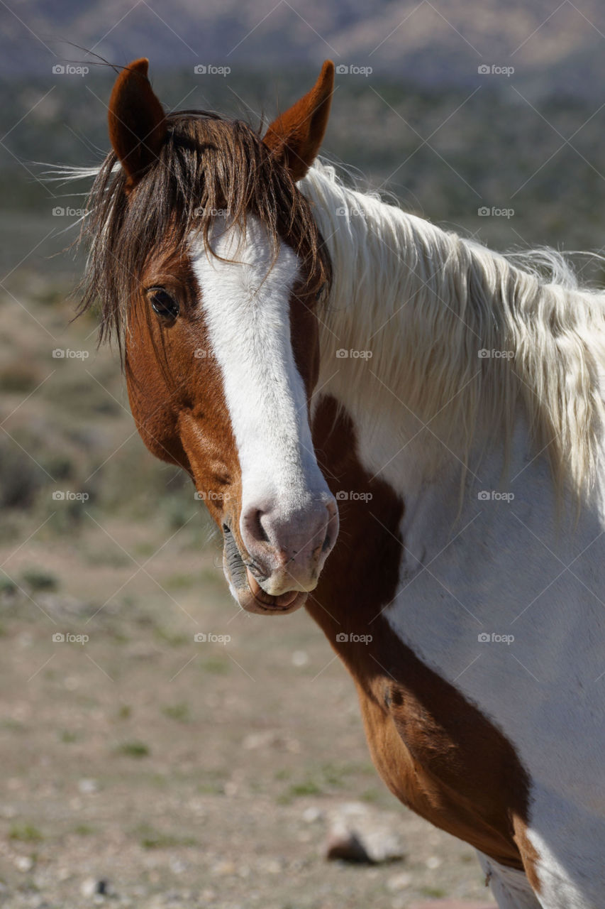 Horse standing on landscape