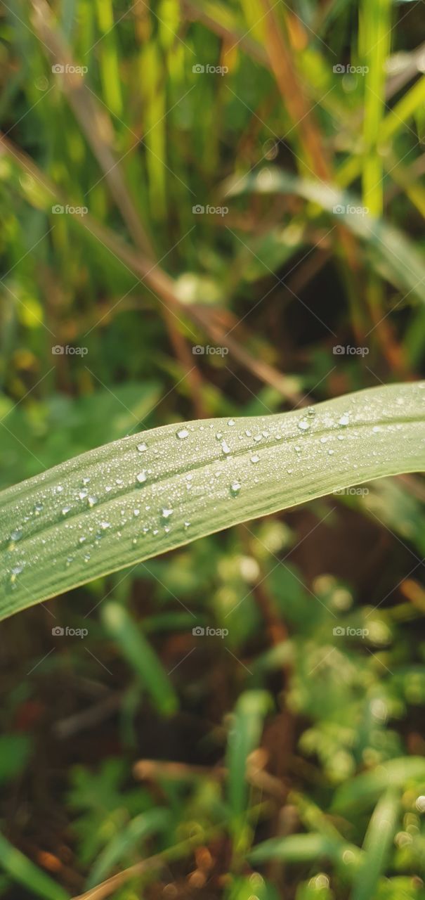 dew on the leaves