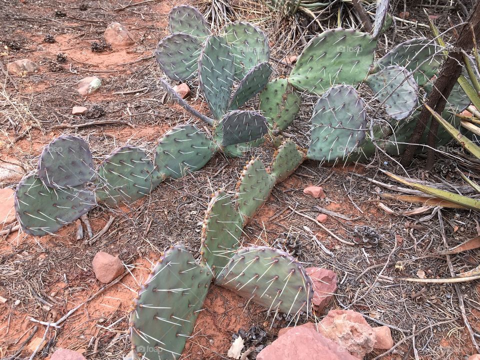 Prickly pear