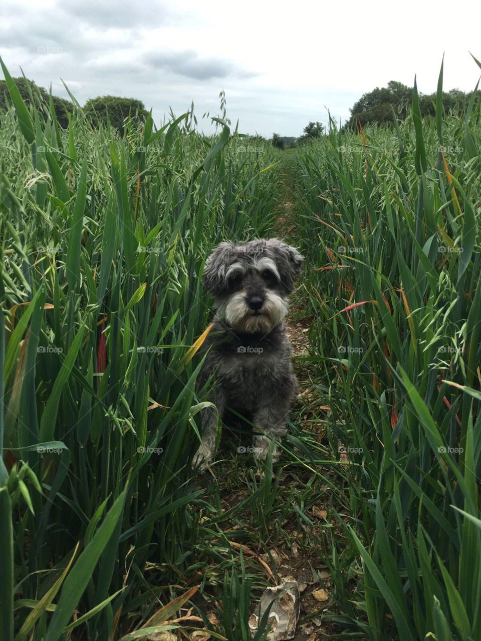 Dog in field
