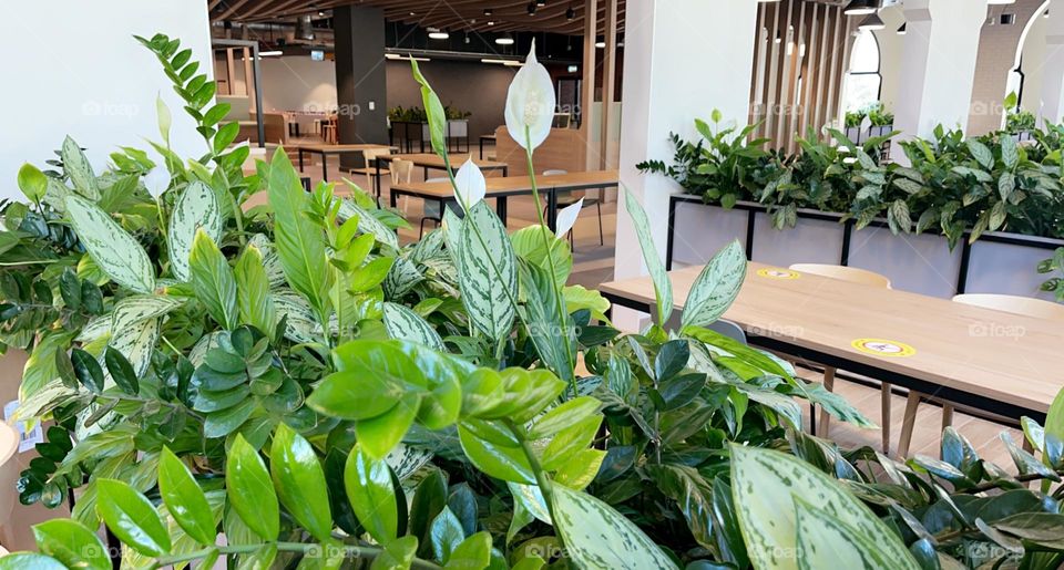 University of Sharjah canteen 