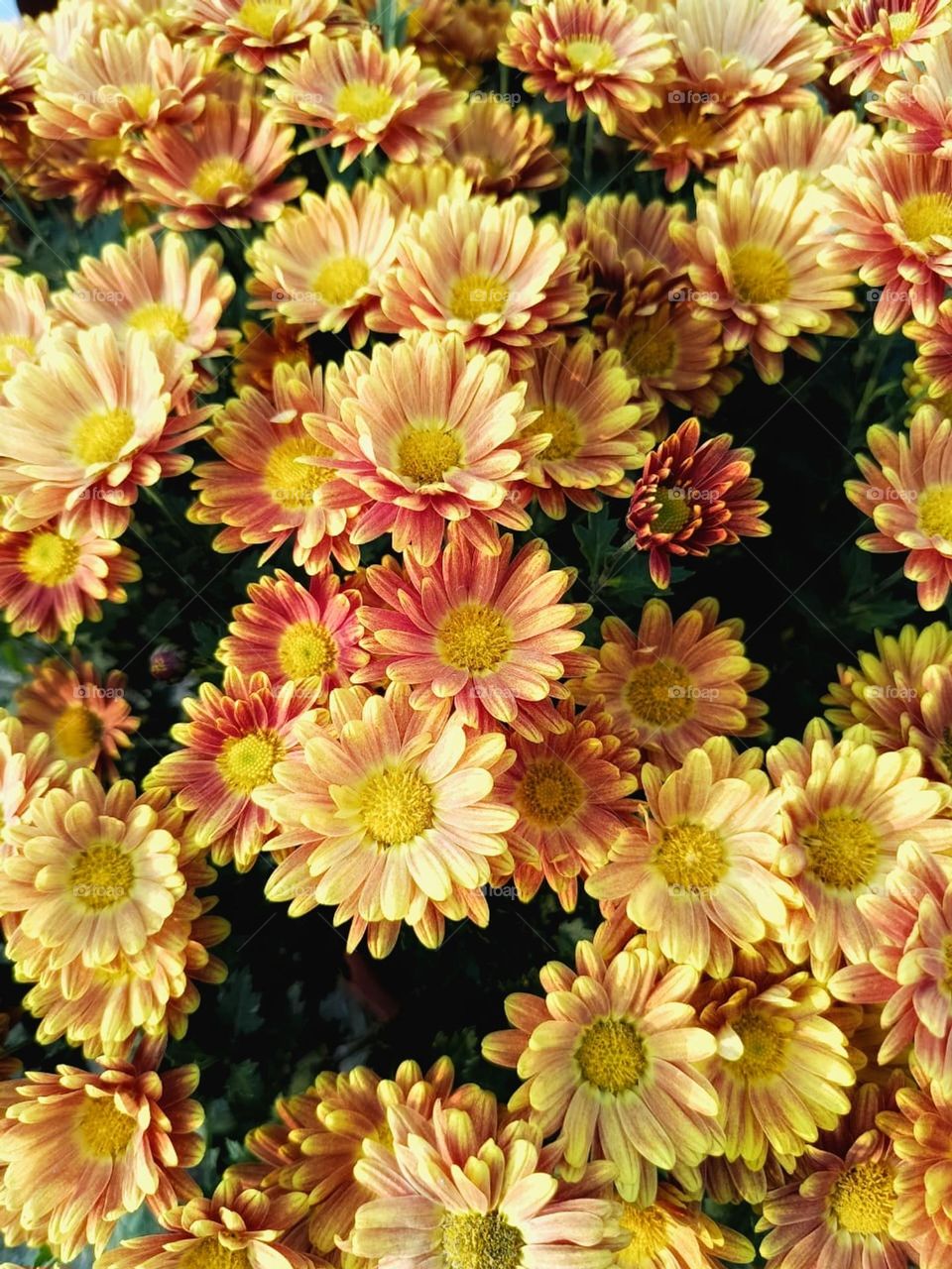 Those yellow and red flowers with their large petals are absolutely stunning.
They really catch the eye and add such a vibrant burst of color to the surroundings.
It's like nature's own masterpiece.