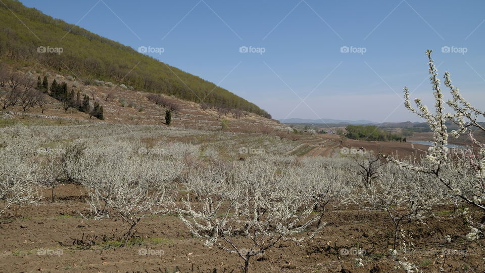 an orchard in spring