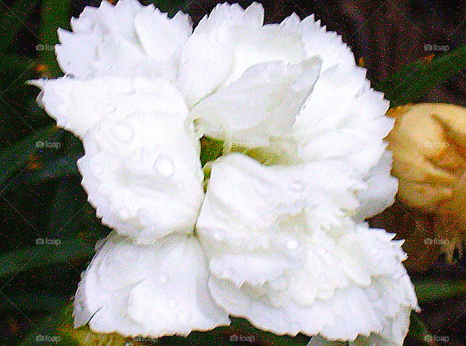 spring flower white rain by silkenjade