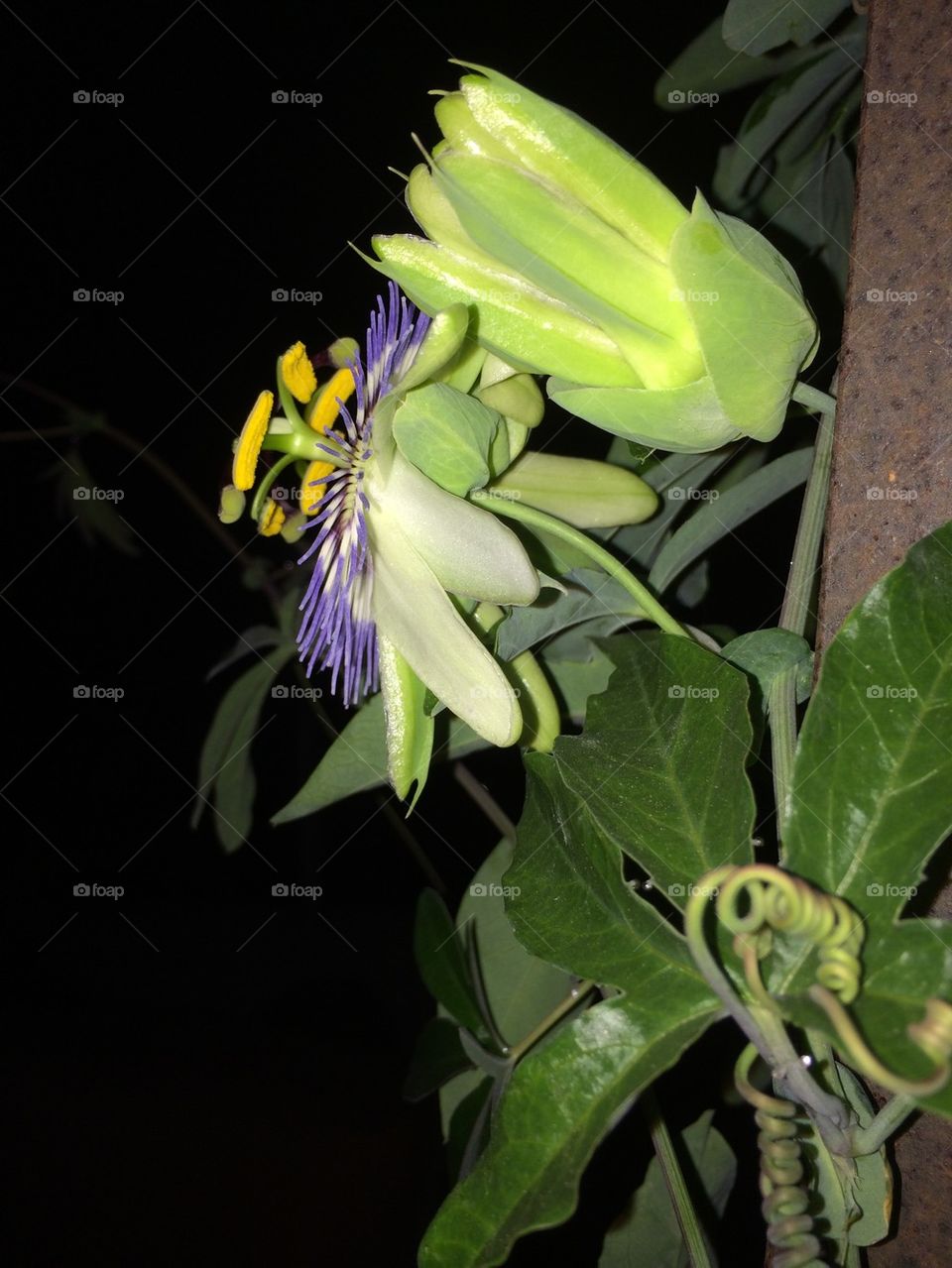 Passionflower at night