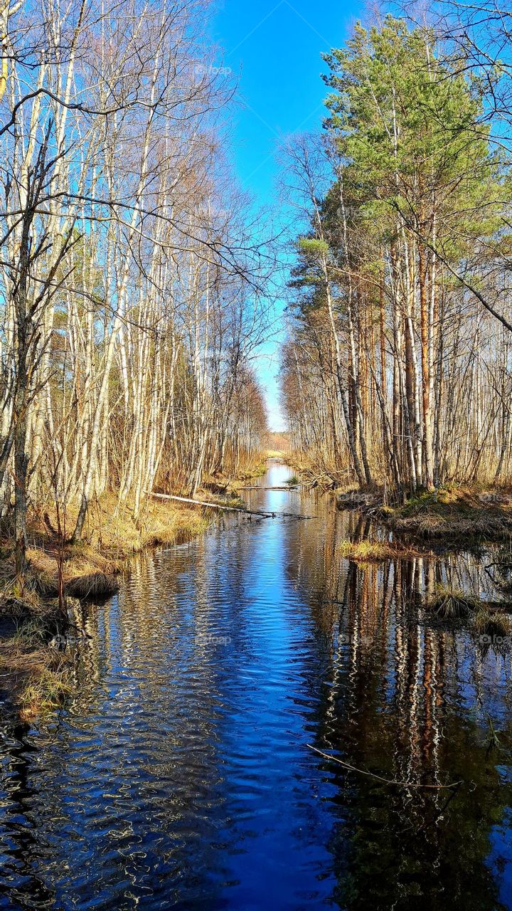 Spring in the forest