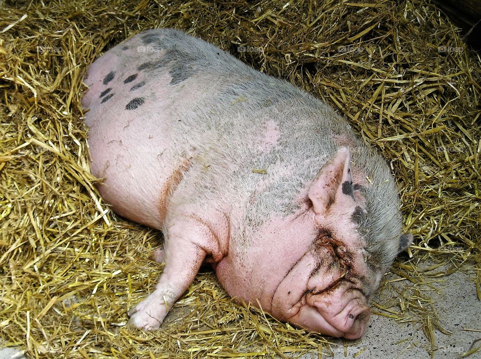 Sleeping piggy