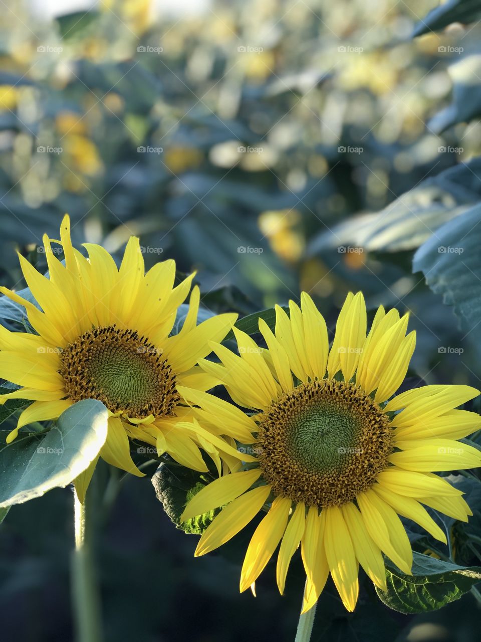 Sunflower looks to the sun and it feels happy. Our nature is beautiful, we are very lucky to have ability living here on the earth.