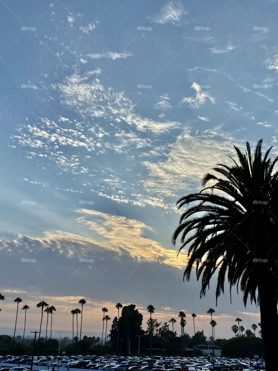 Beautiful sunset over the Fashion Island parking lot with a palm tree in front of it 