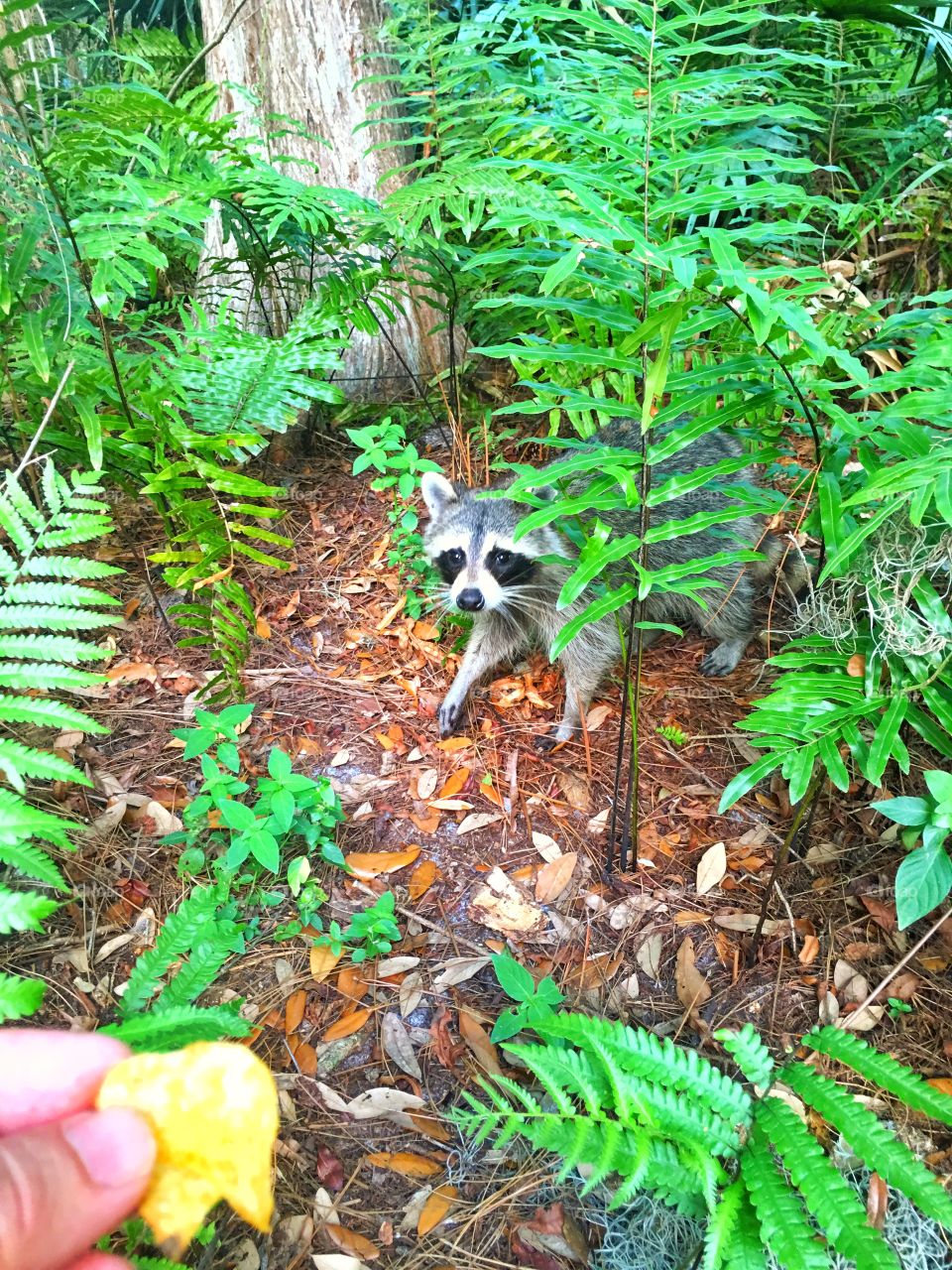 Nature, Wood, Leaf, Tree, Fern