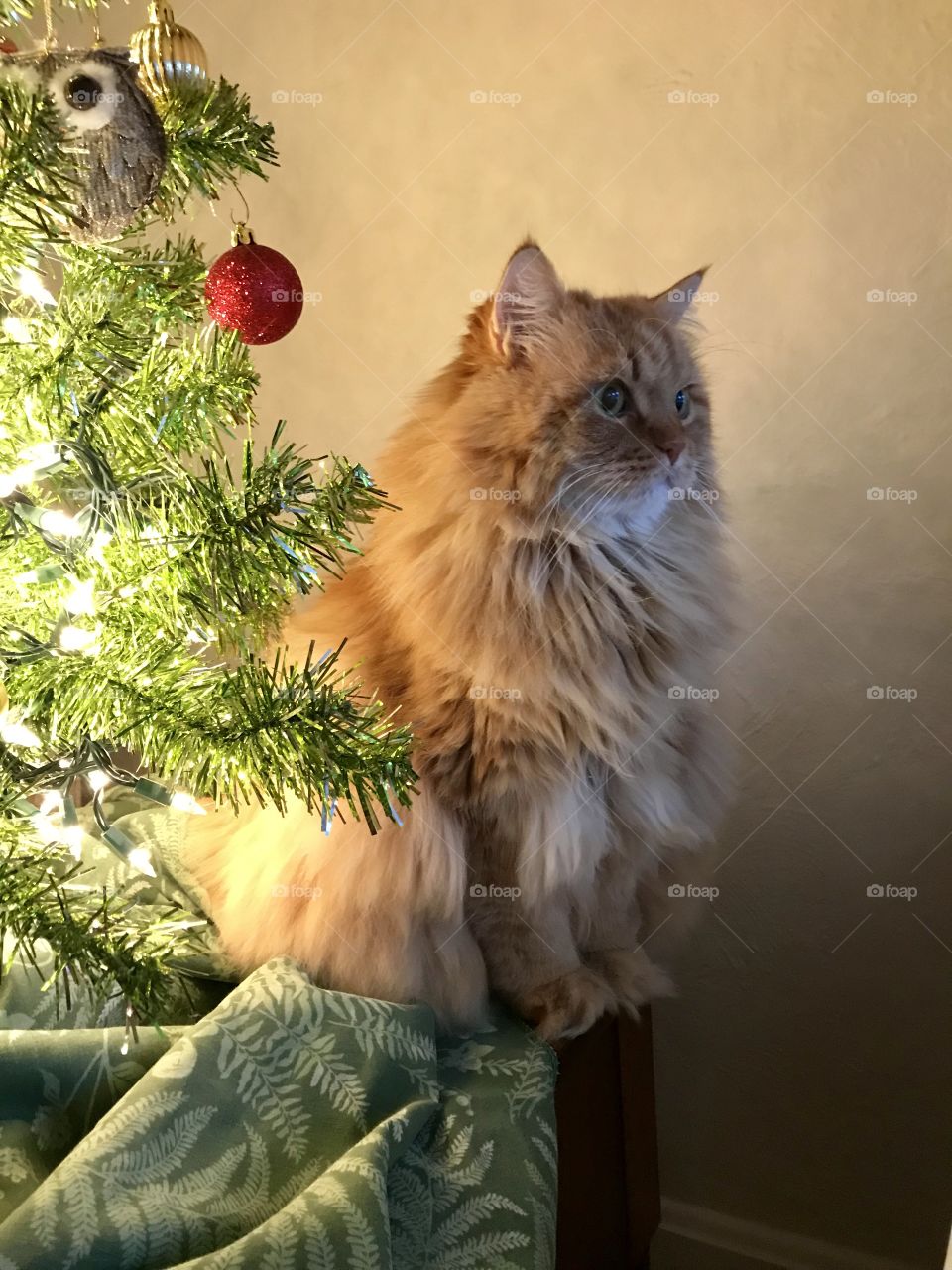 Leo the longhaired ginger cat under the Christmas tree 