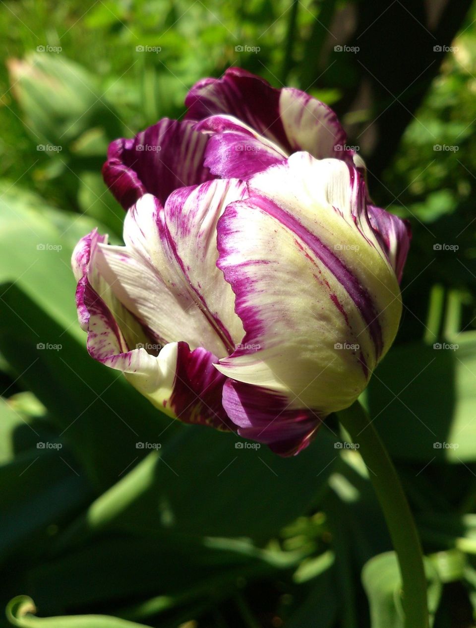 Close-up of tulip