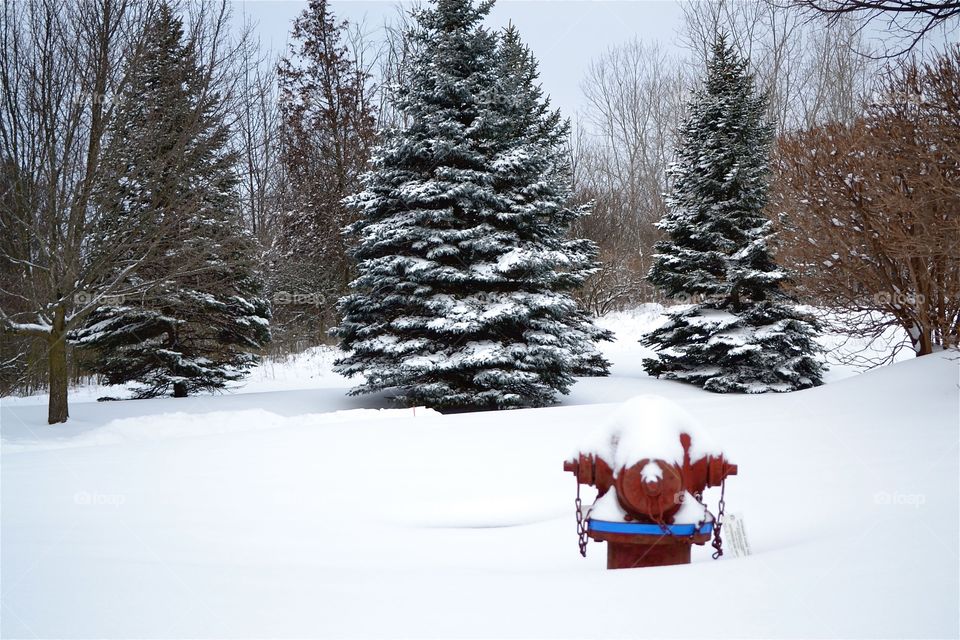 Fire hydrants can be adorable. 