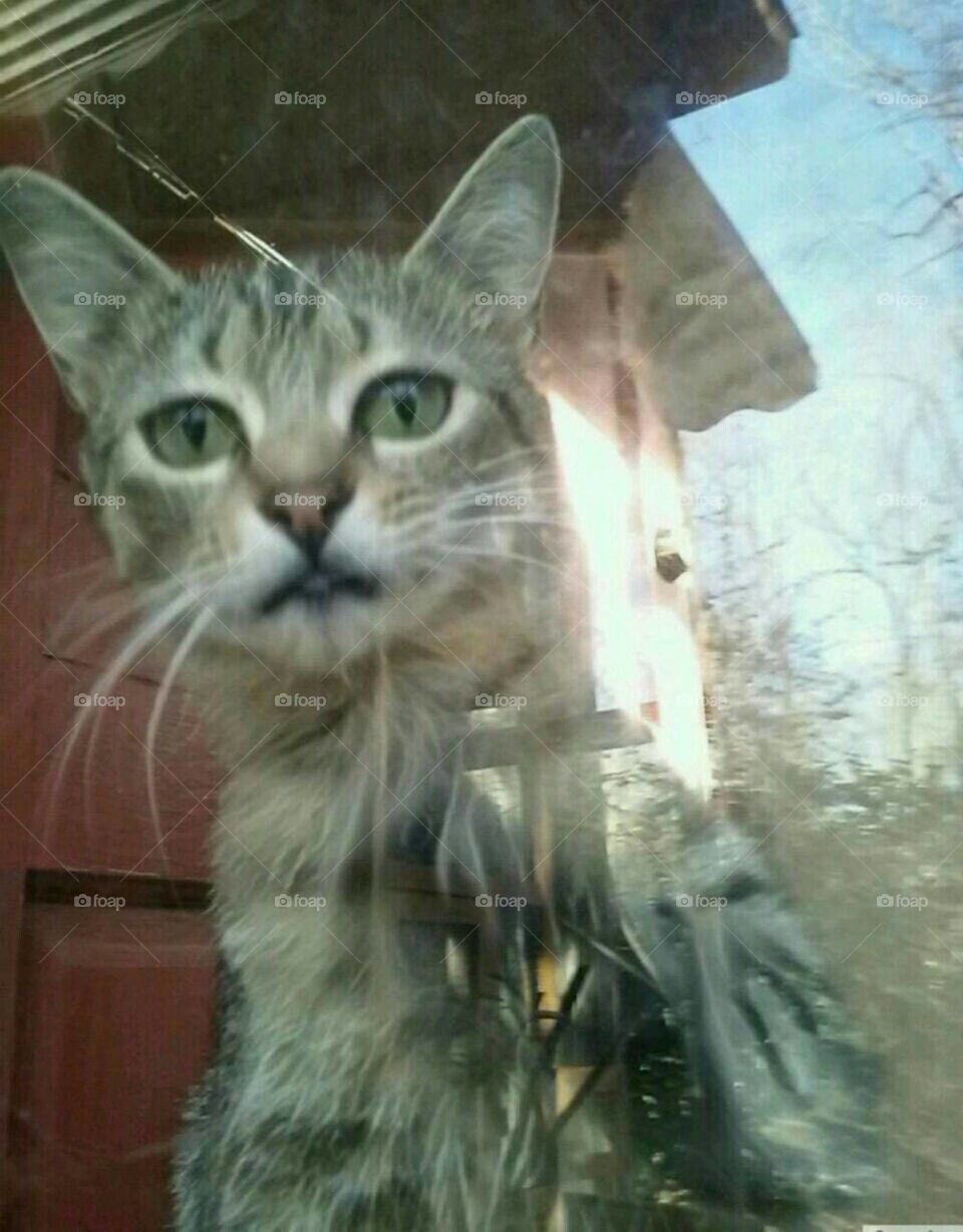 looking at you through the glass