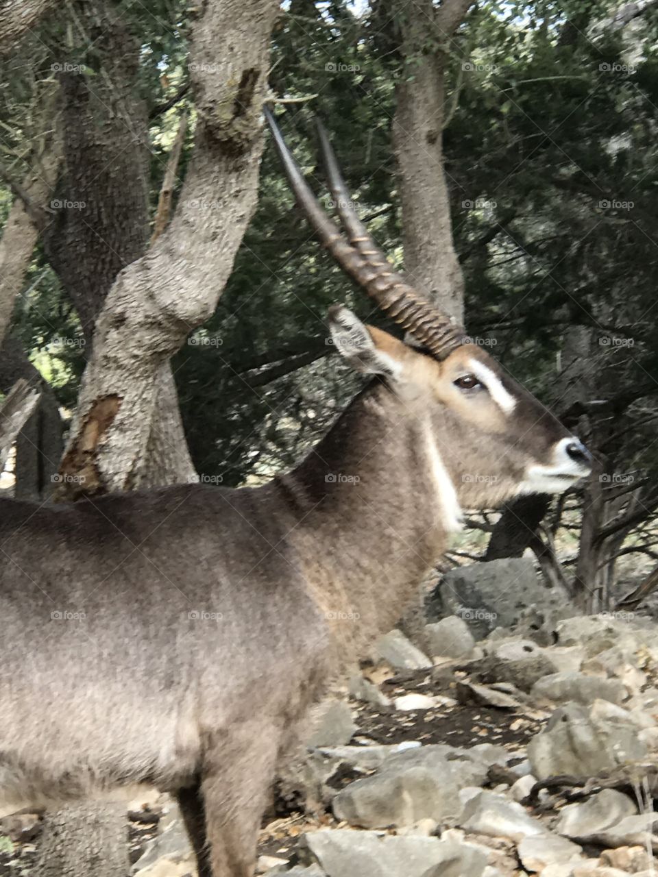 Mammal, Wildlife, Nature, No Person, Wild