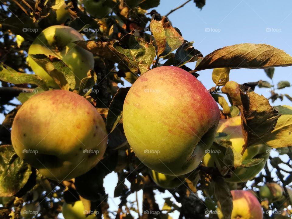 Apples on the old tree